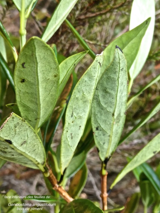 Geniostoma angustifolium. bois de piment bois de rat .(feuilles face inférieure ) loganiaceae.P1015428