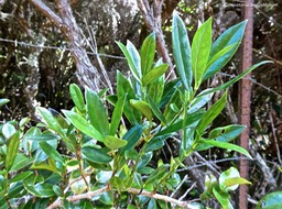 Geniostoma angustifolium.bois de piment. bois de rat. loganiaceae.P1015426