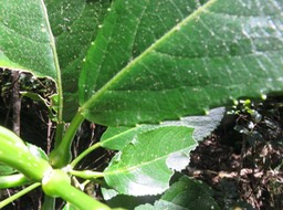 "Glande" et marques à la base du limbe de Claoxylon glandulosum - Grand Bois d'oiseau - Euphorbiacée - B