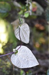 Humbertacalia tomentosa - Liane blanche - ASTERACEAE - Endémique Magagascar, Réunion - MB2_2148