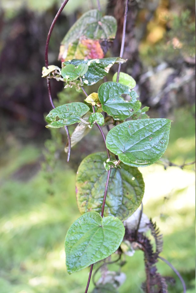 Humbertacalia tomentosa - Liane blanche - ASTERACEAE - Endémique Magagascar, Réunion - MB2_2147