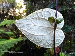Humbertacalia tomentosa .liane blanche .(face inférieure de la feuille et auricules à la base de la feuille  ) .asteraceae .endémique Madagascar  Réunion..P1015084