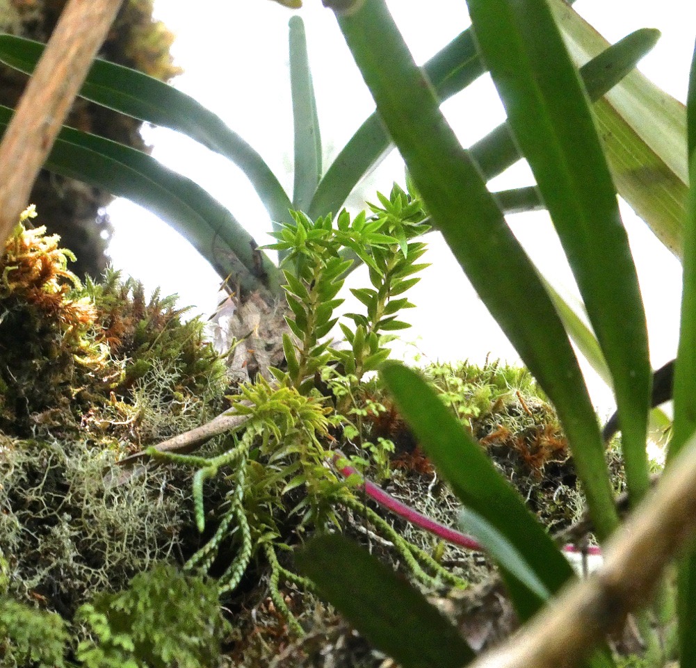 Huperzia sp ,plants d'orchidées,lichen , mousse  ...  P1015339
