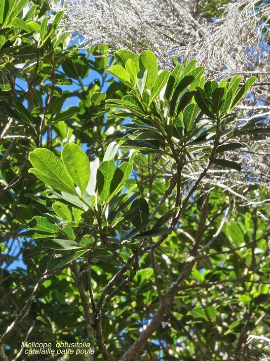 Melicope obtusifolia.catafaille patte poule.rutaceae.endémique Réunion Maurice .P1015251