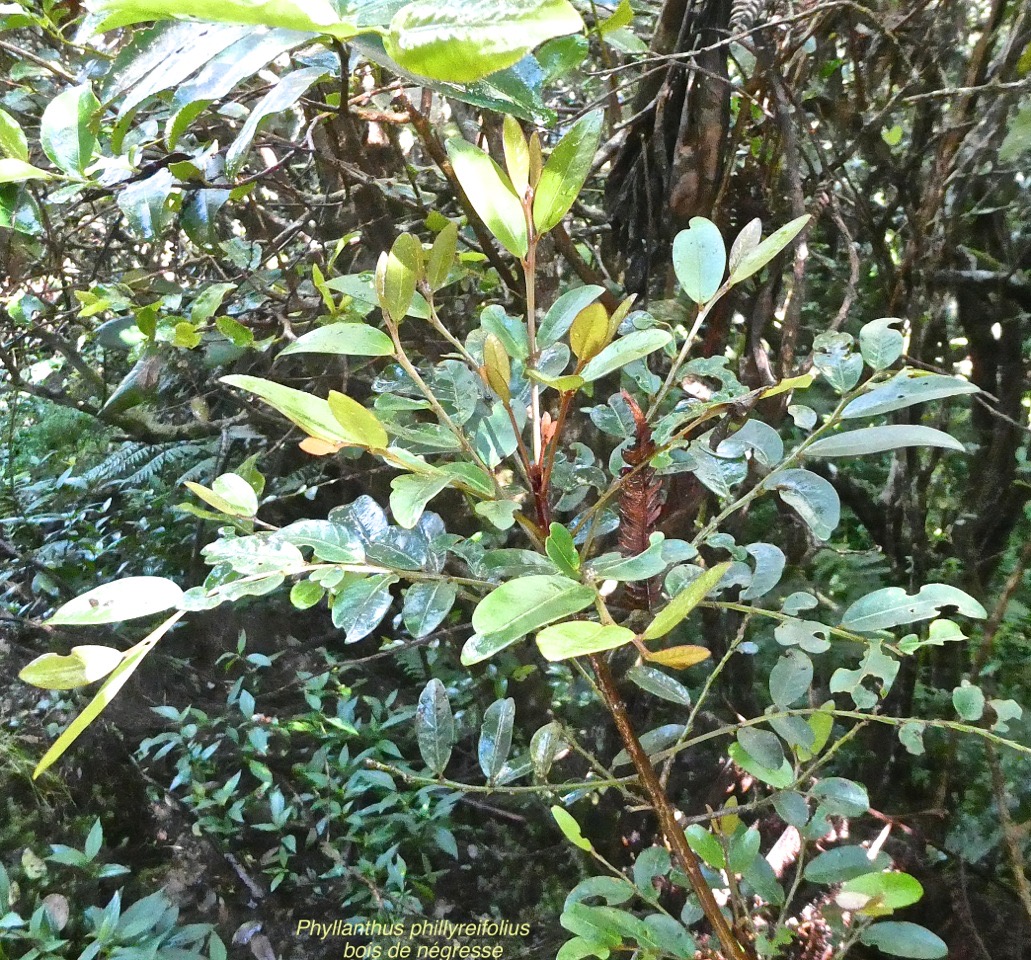 Phyllanthus phillyreifolius.bois de négresse.faux bois de demoiselle.phyllanthaceae.endémique Réunion Maurice.P1015166