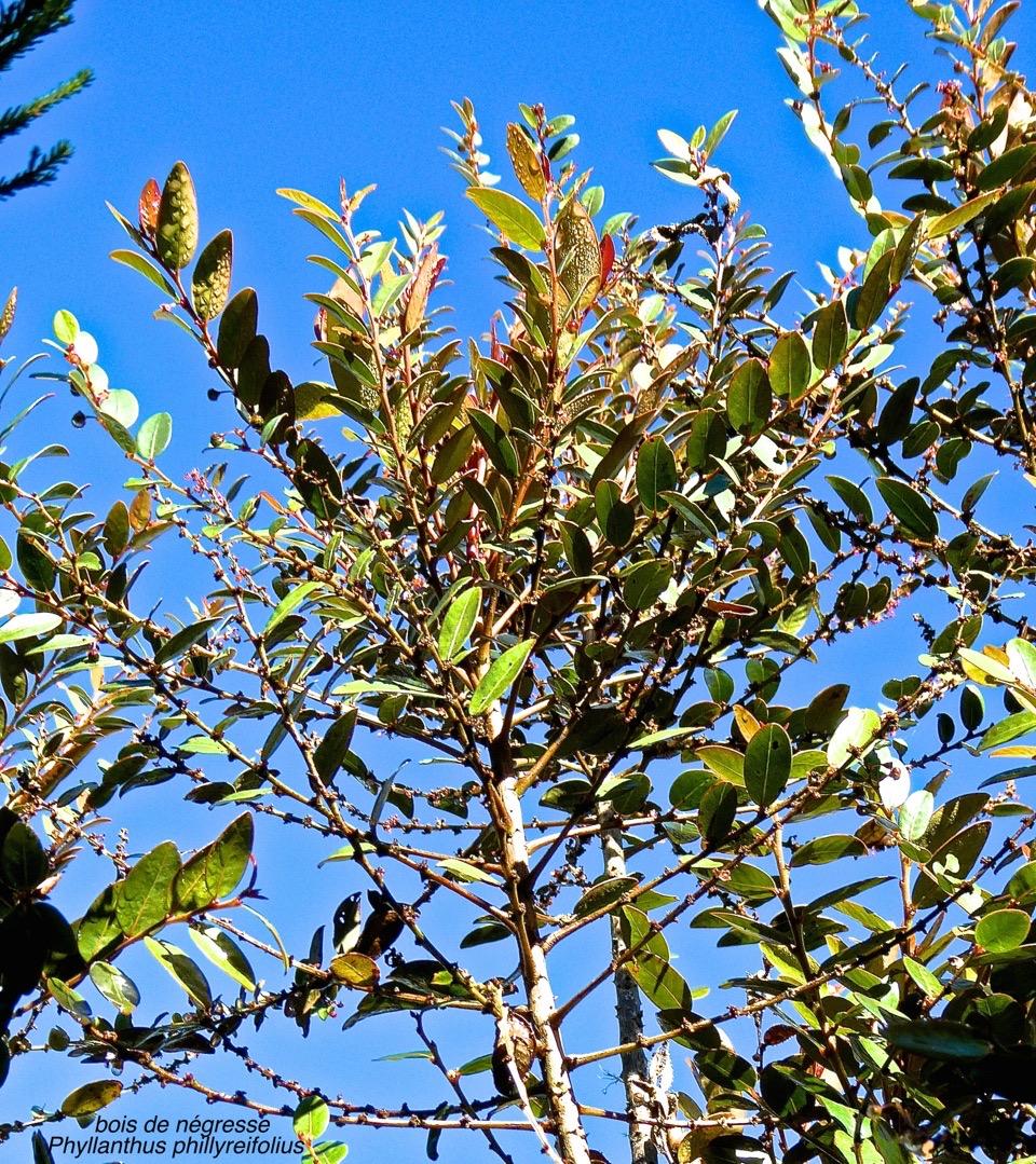 Phyllanthus phillyreifolius. faux bois de demoiselle. bois de négresse.(avec quelques gouttelettes d'eau ).phyllanthaceae.endémique Réunion Maurice.P1015163
