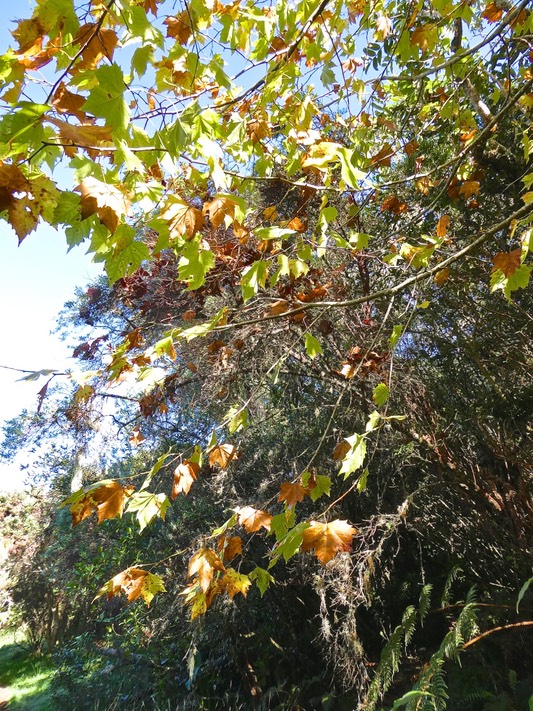 Platane aux couleurs d'automne .P1015161