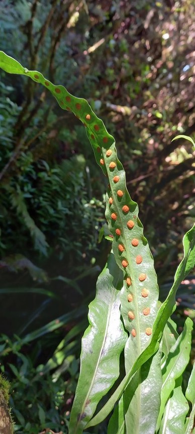Pleopeltis macrocarpa - Fougère gros lentilles - POLYPODIACEAE - Indigène Réunion, Maurice