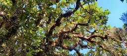 Polyscias repanda - Bois de papaye - ARALIACEAE - Endémique Réunion - 115011