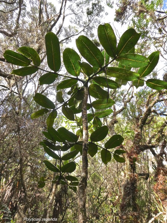 Polyscias repanda .bois de papaye.araliaceae.endémique Réunion.P1015354