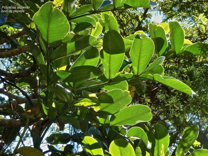 Polyscias repanda.bois de papaye .araliaceae.endémique Réunion .P1015275