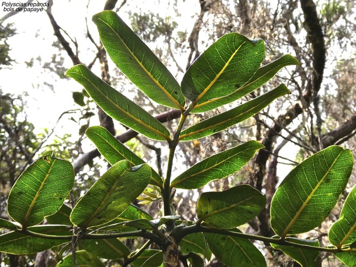 Polyscias repanda.bois de papaye.araliaceae. endémique Réunion.P1015358