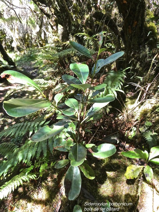 Sideroxylon borbonicum.bois de fer bâtard.natte coudine.sapotaceae.endémique Réunion.P1015271