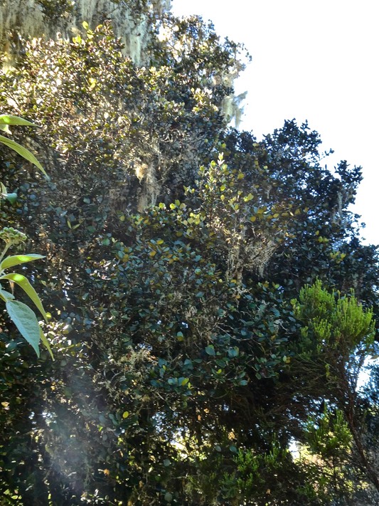 Très vieux bois de nèfles à petites feuilles. Eugenia buxifolia.myrtaceae.endémique Réunion.P1015135