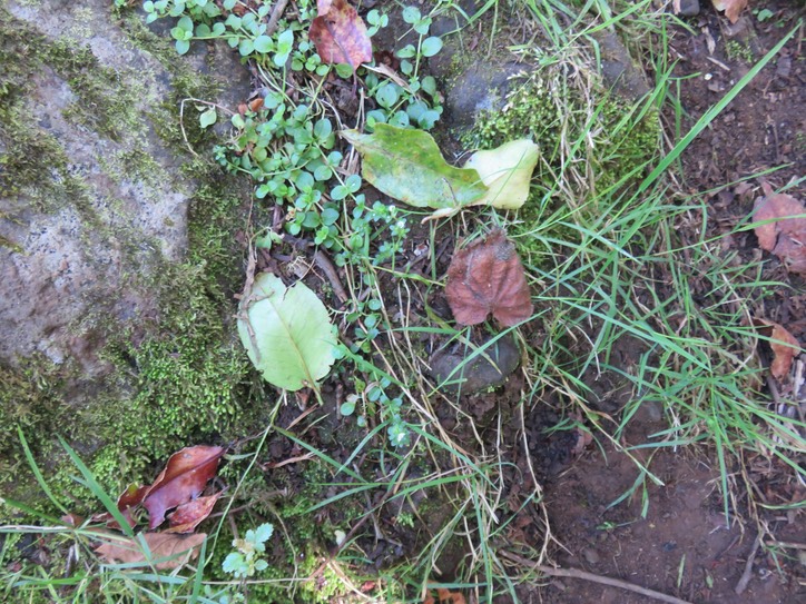 1. Véronique à feuilles de Serpolet