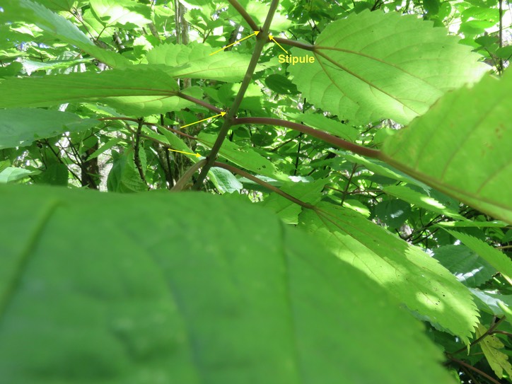 3. Boehmeria macrophylla - Bois de source -  Urticacée - I