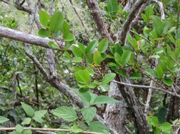 39.  Pleurostylia pachyphloea - Bois d'olive gros peau - Célastracée - B