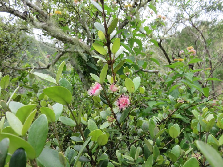 40. Fleur Eugenia buxifolia - Bois de nèfles à petites feuilles - Myrtacée