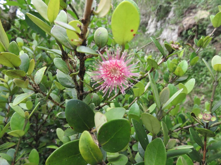 41.  Fleur Eugenia buxifolia - Bois de nèfles à petites feuilles - Myrtacée