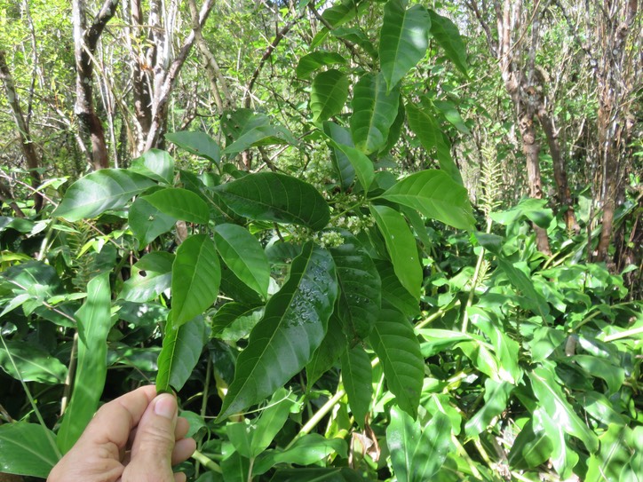 6. Fleurs de. Allophylus borbonicus - Bois de merle  - Sapindaceae