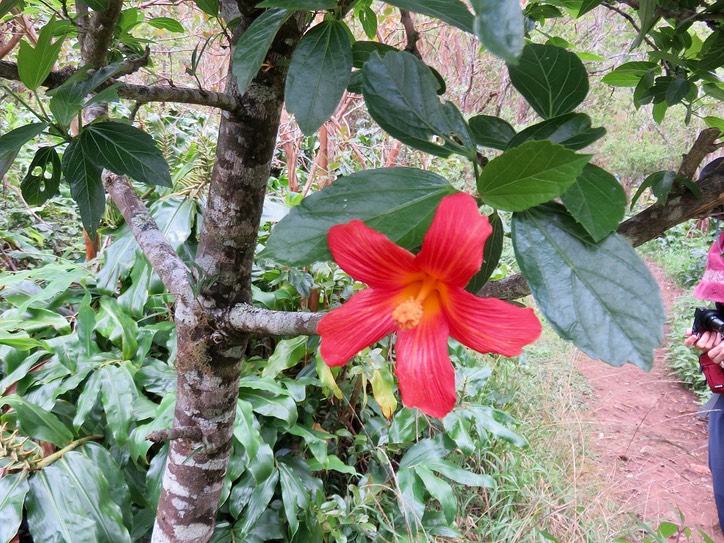 9. Fleur - Hibiscus boryanus - Foulsapatte marron- Malvacée- B.