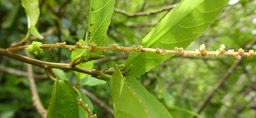 Acalypha integrifolia - Bois de violon (fruit, inflorescence mâle) - EUPHORBIACEAE - Indigène Réunion