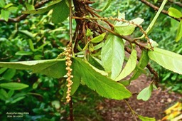 Acalypha integrifolia.bois de violon.( inflorescences mâles et fruit tricoque ) euphorbiaceae.indigène Réunion.P1030198