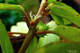 Acalypha integrifolia.bois de violon.( fleur femelle. jeune inflorescence mâle. de dos fruit avec restes de fleur femelle. )euphorbiaceae.indigène Réunion.P1030195