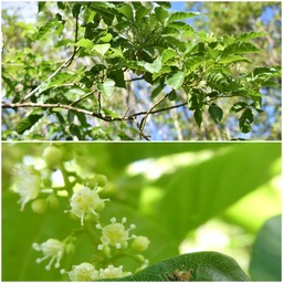 Allophylus borbonicus - Bois de Merle - SAPINDACEAE - Endémique Mascareignes 