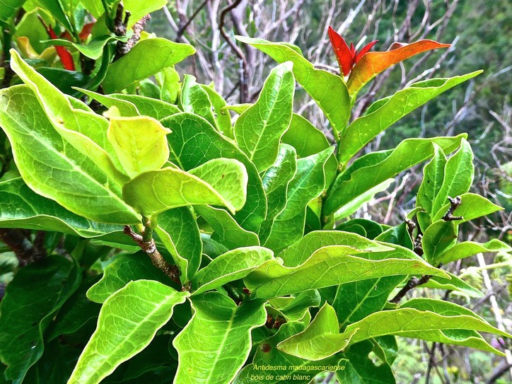 Antidesma madagascariense. bois de cabri blanc.phyllanthaceae.indigène Réunion.P1030351