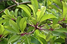 Badula    grammisticta ?. bois de savon.primulaceae.endémique Réunion.P1030509