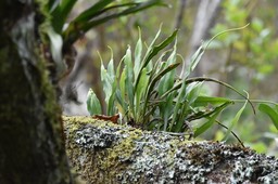 Belvisia spicata - POLYPODIACEAE - Indigène Réunion