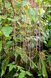 Boehmeria macrophylla .bois de source noir.moyen l'ortie .urticaceae.P1030204