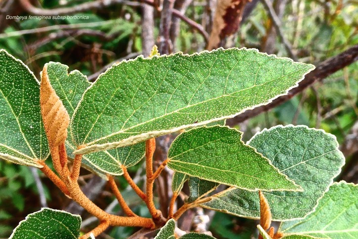 Dombeya ferruginea  subsp borbonica. (feuilles ) malvaceae.endémique Réunion.P1030333