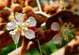 Dombeya ferruginea subsp borbonica.petit mahot noir.( fleur )malvaceae.endémique Réunion.P1030416