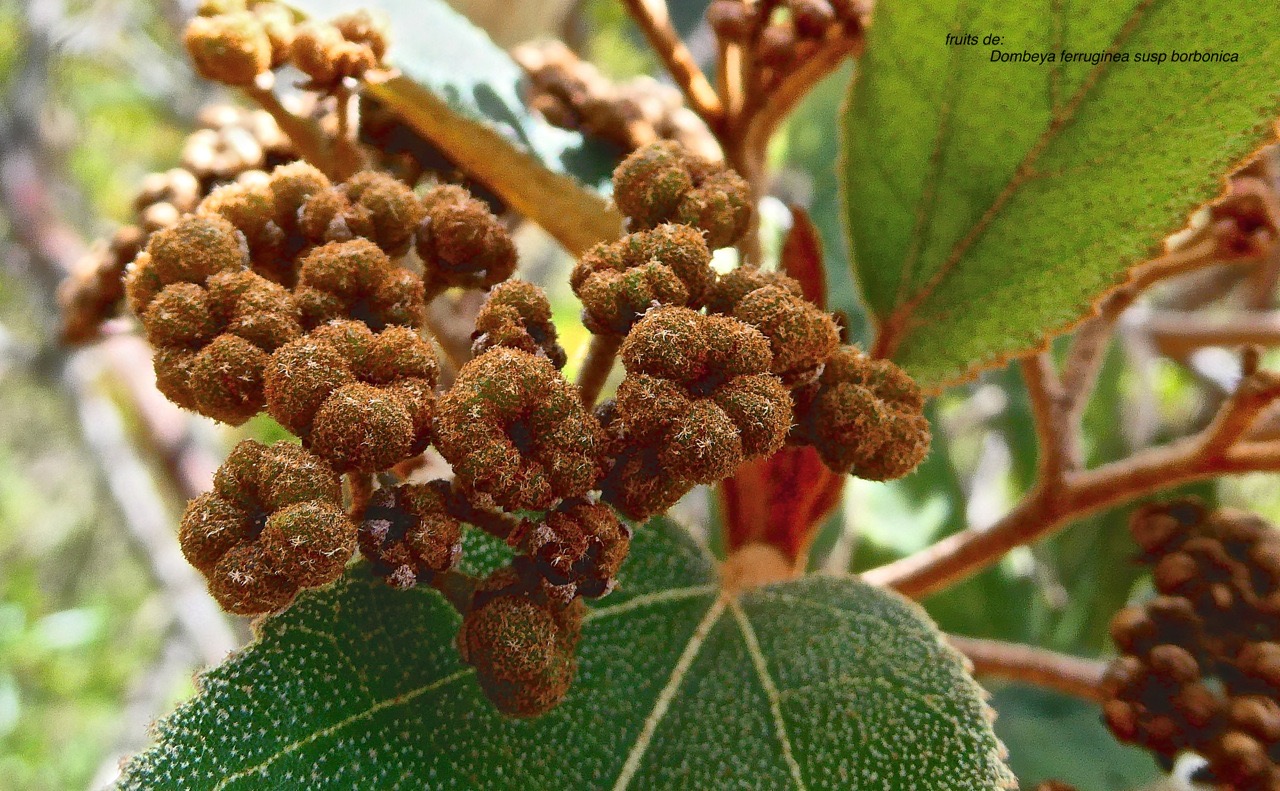 Dombeya ferruginea subsp borbonica.petit mahot noir .( fruits ) malvaceae.endémique Réunion.P1030477