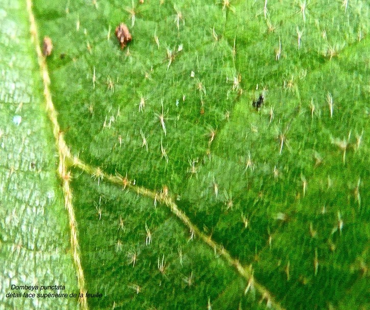 Dombeya punctata.( détail face supérieure de la feuille ) malvaceae.endémique Réunion.P1030269