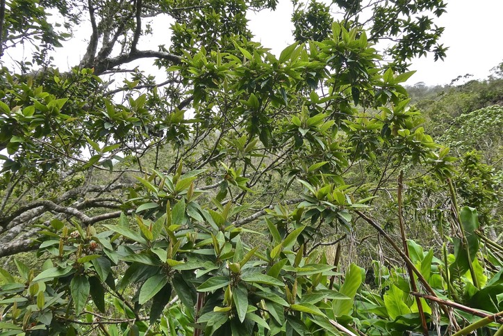 Dombeya punctata. mahot .malvaceae.endémique Réunion.P1030261