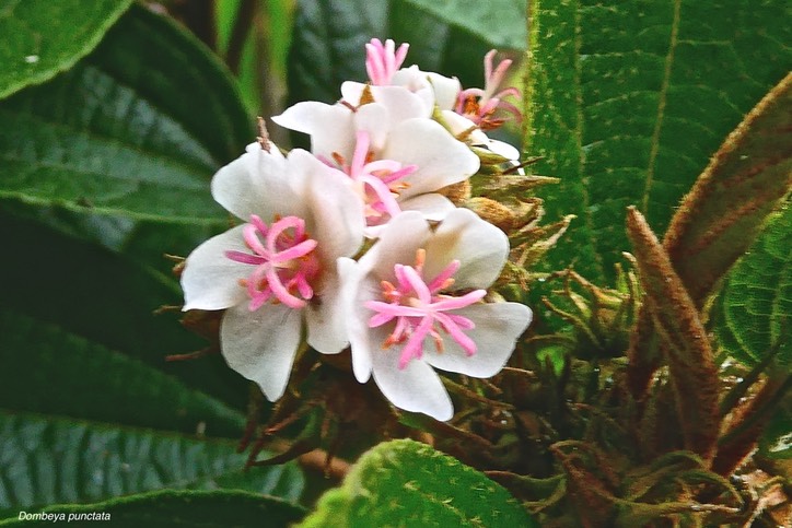 Dombeya punctata. malvaceae. endémique Réunion.P1030270