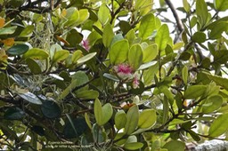 Eugenia buxifolia.bois de nèfles à petites feuilles.myrtaceae.endémique Réunion.P1030577