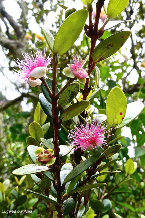 Eugenia buxifolia.bois de nèfles à petites feuilles.myrtaceae.endémique Réunion.P1030588