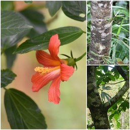 Hibiscus boryanus - Foulsapate - MALVACEAE - Endémique Réunion, Maurice