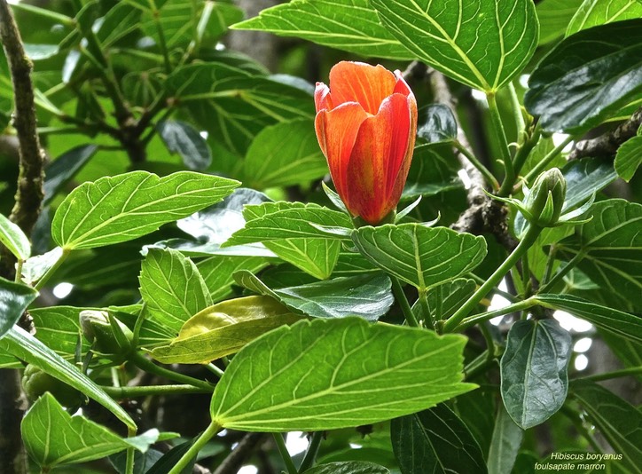 Hibiscus boryanus.foulsapate marron.mahot bâtard.malvaceae.endémique Réunion Maurice.P1030233
