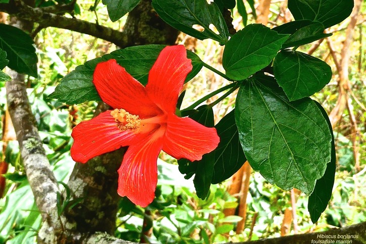 Hibiscus boryanus.foulsapate marron.mahot bâtard. malvaceae.endémique Réunion Maurice.P1030238