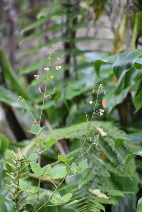 Hylodesmum repandum - Herbe aux lacs - FABACEAE - Indigène Réunion