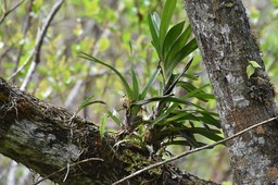 Jumellea triquetra - EPIDENDROIDEAE - Endémique Réunion