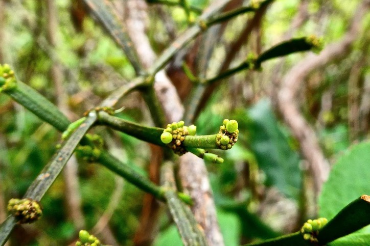 Khortalsella opuntia. santalaceae.indigène Réunion.P1030568