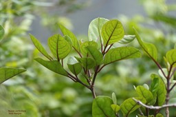 Nuxia verticillata. bois maigre.stilbaceae.endémique Réunion Maurice .P1030508