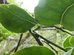 Ocotea obtusata  - Cannelle marron (jeune fruit, en forme de gland) - LAURACEAE - Endémique Réunion, Maurice