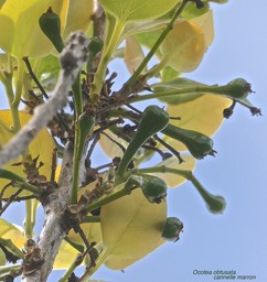 Ocotea obtusata .cannelle marron.( avec fruits en formation .)lauraceae.endémique Réunion Maurice.P1030394